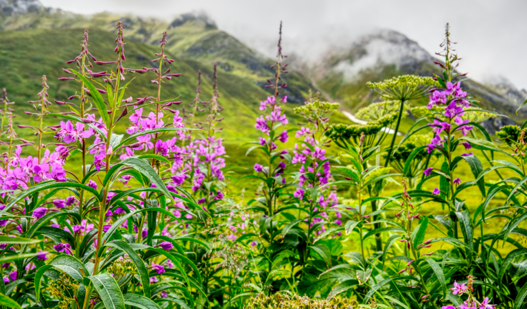 Fireweed in Hatcher Pass, 2025